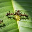 Biologia w biznesie: jak natura ilustruje konkurencję